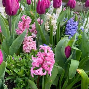 Meet your Posher, Susan